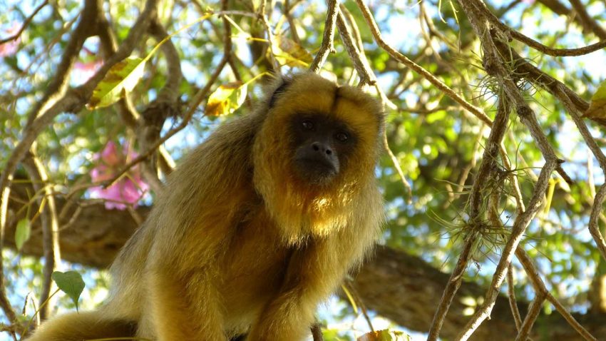 Monitorean la presencia de monos en reas urbanas y periurbanas de